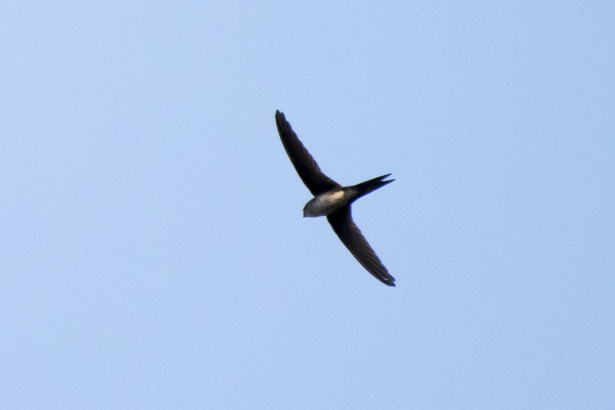 Fork-tailed Palm Swift - ML68869721