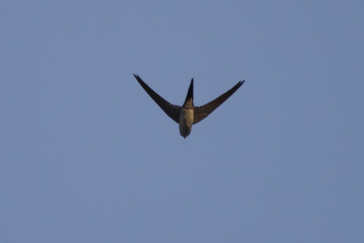 Fork-tailed Palm Swift - ML68869751