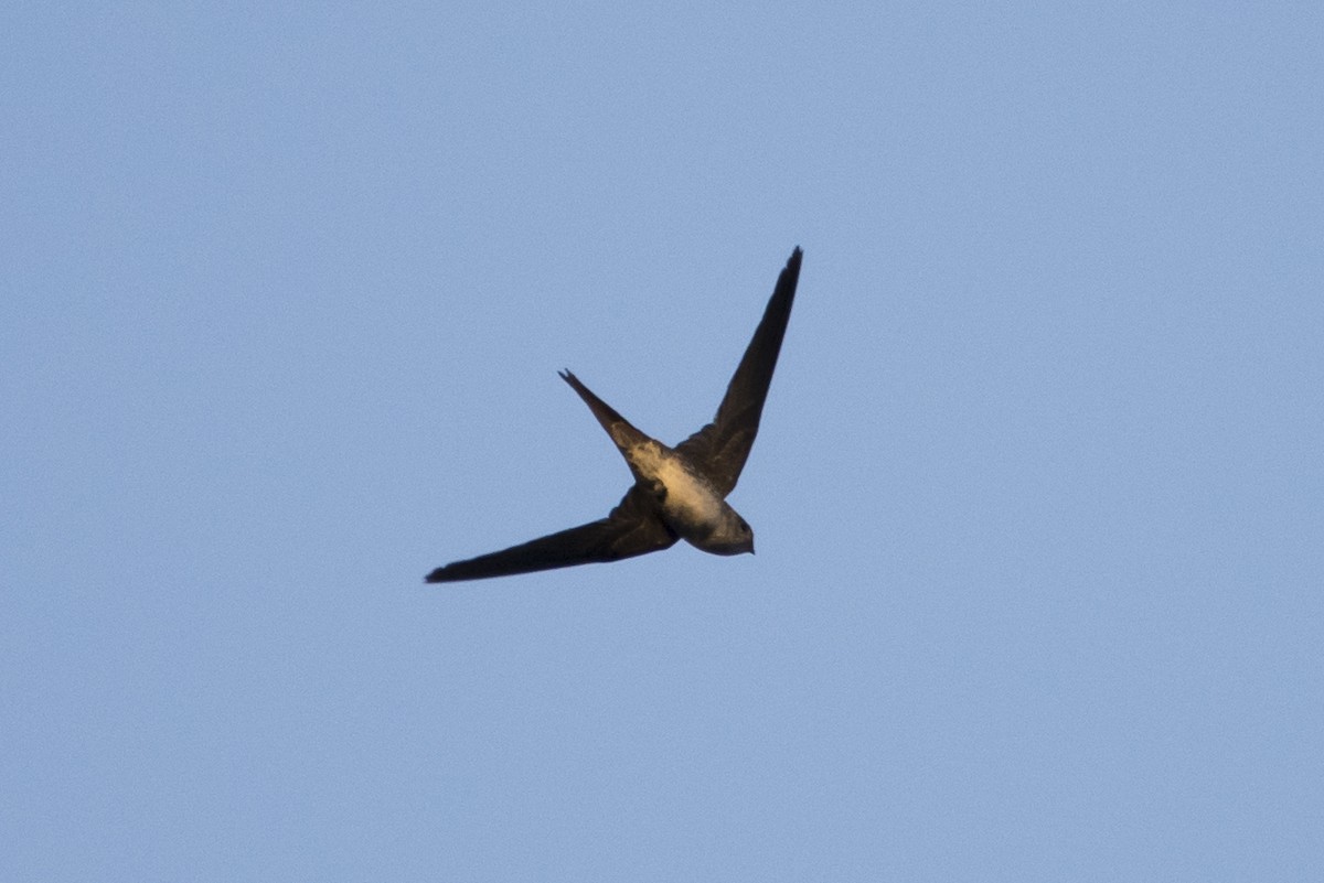 Fork-tailed Palm Swift - ML68869761