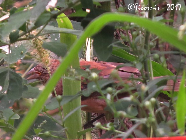 Blue Grosbeak - ML68871751