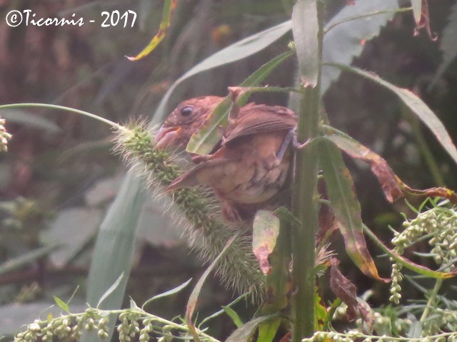 Blue Grosbeak - ML68871761
