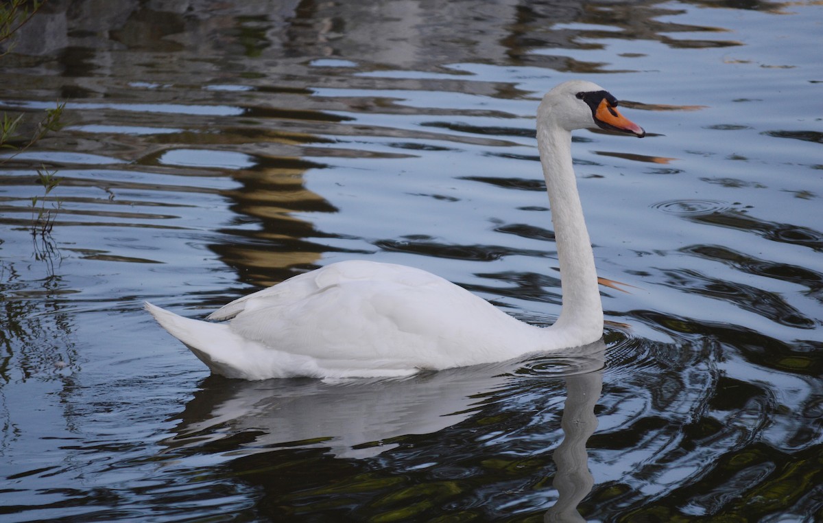 Beltxarga arrunta - ML68872191