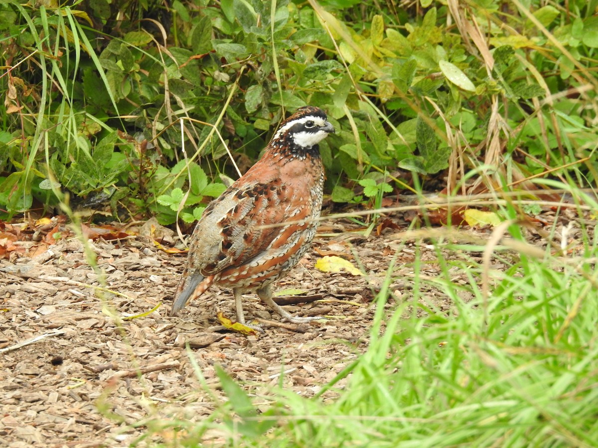 Northern Bobwhite - ML68872671