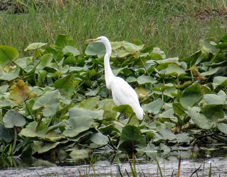 Great Egret (American) - ML68873091