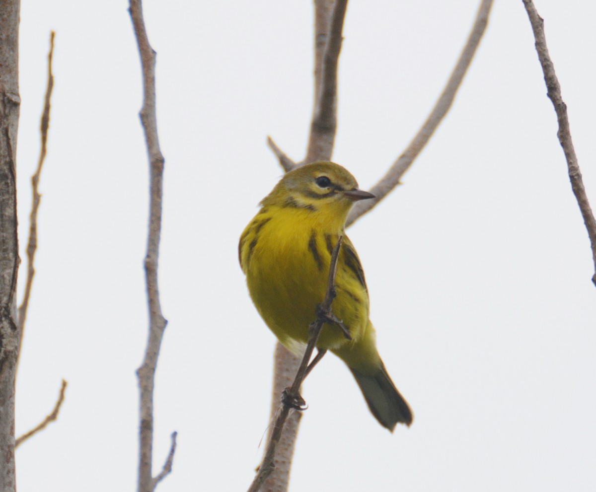 Prairie Warbler - ML68874941