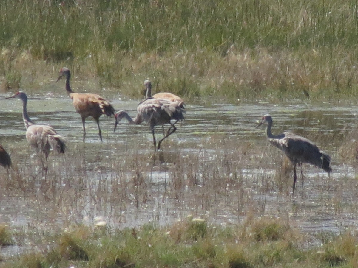 Sandhill Crane - ML68876221