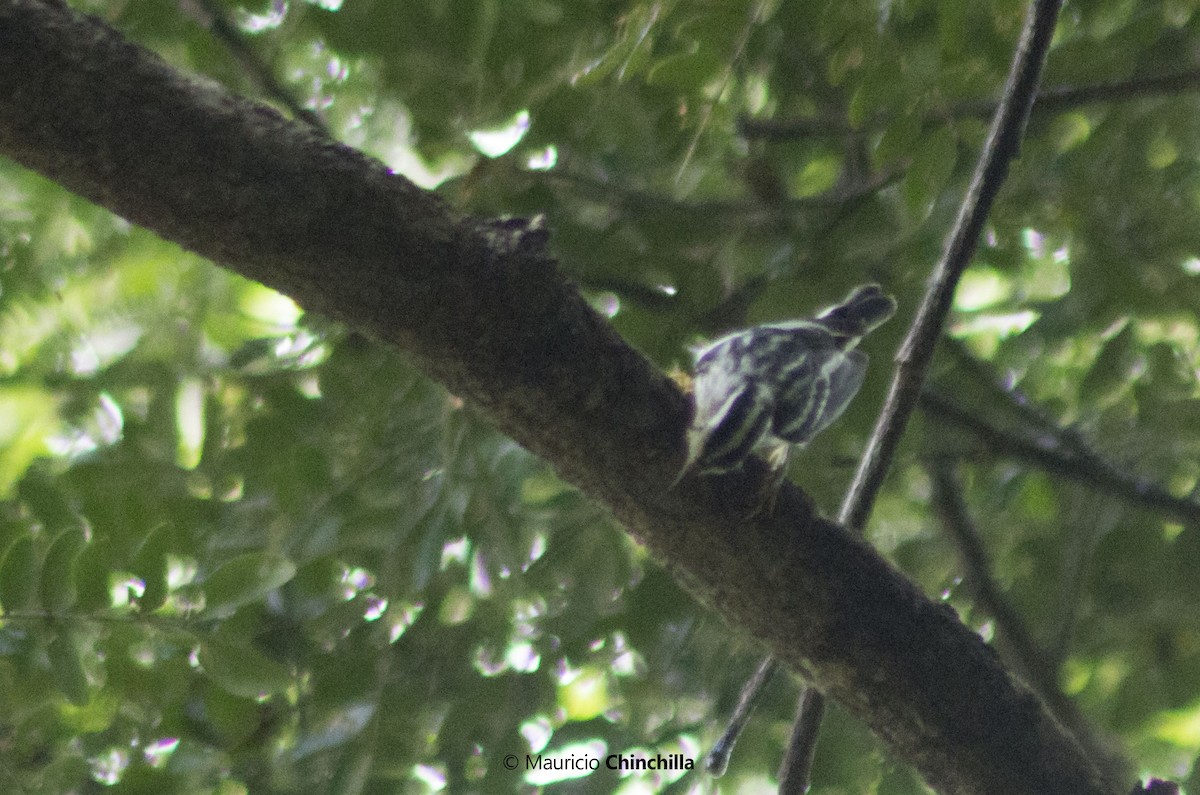 Black-and-white Warbler - ML68876281