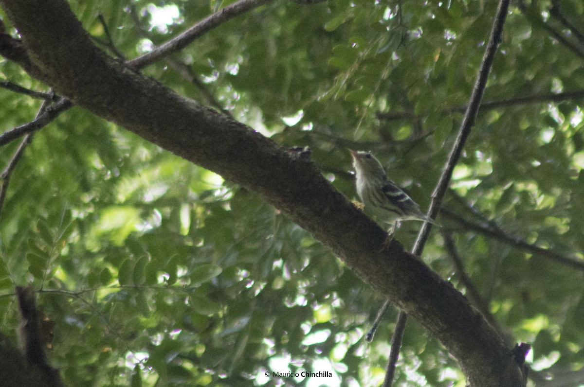 Black-and-white Warbler - ML68876291