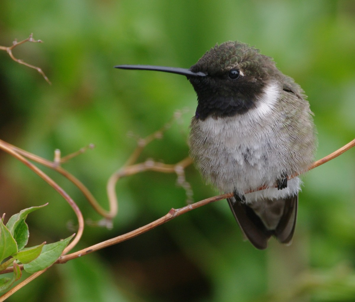 Black-chinned Hummingbird - Brenda Wright