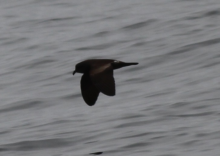 Leach's Storm-Petrel (Chapman's) - Dan Maxwell