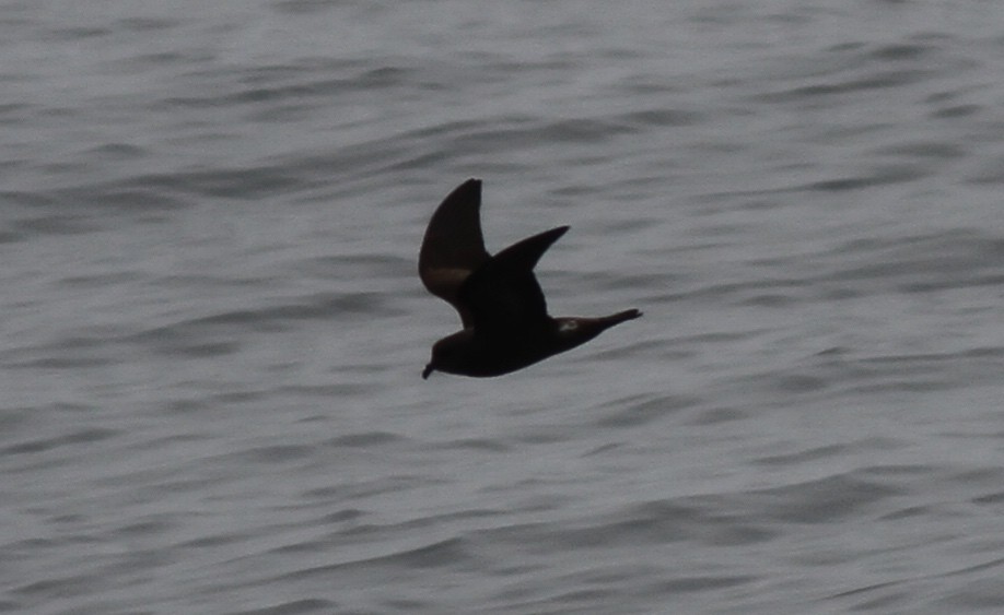 Leach's Storm-Petrel (Chapman's) - Dan Maxwell