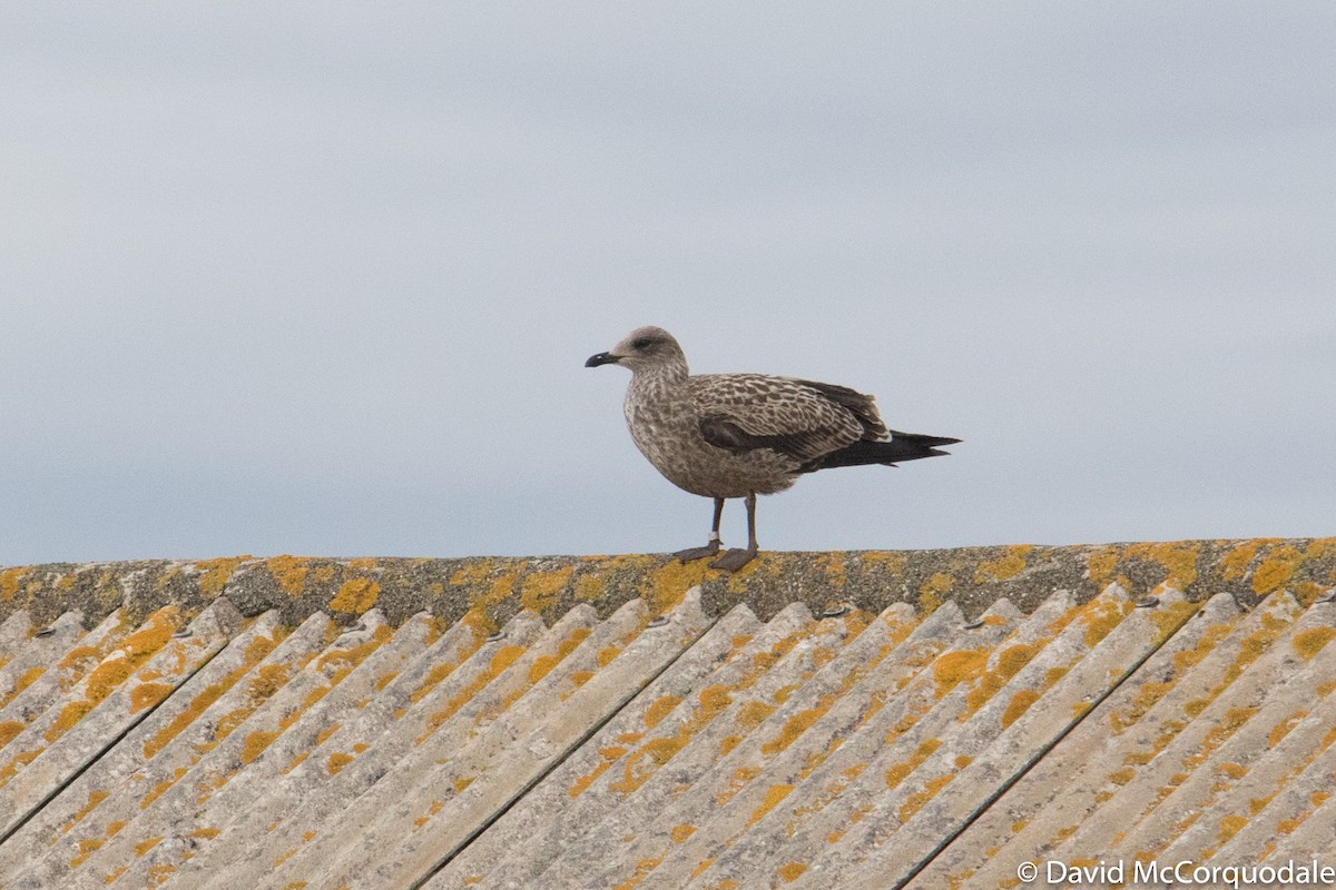 Lesser Black-backed Gull - David McCorquodale