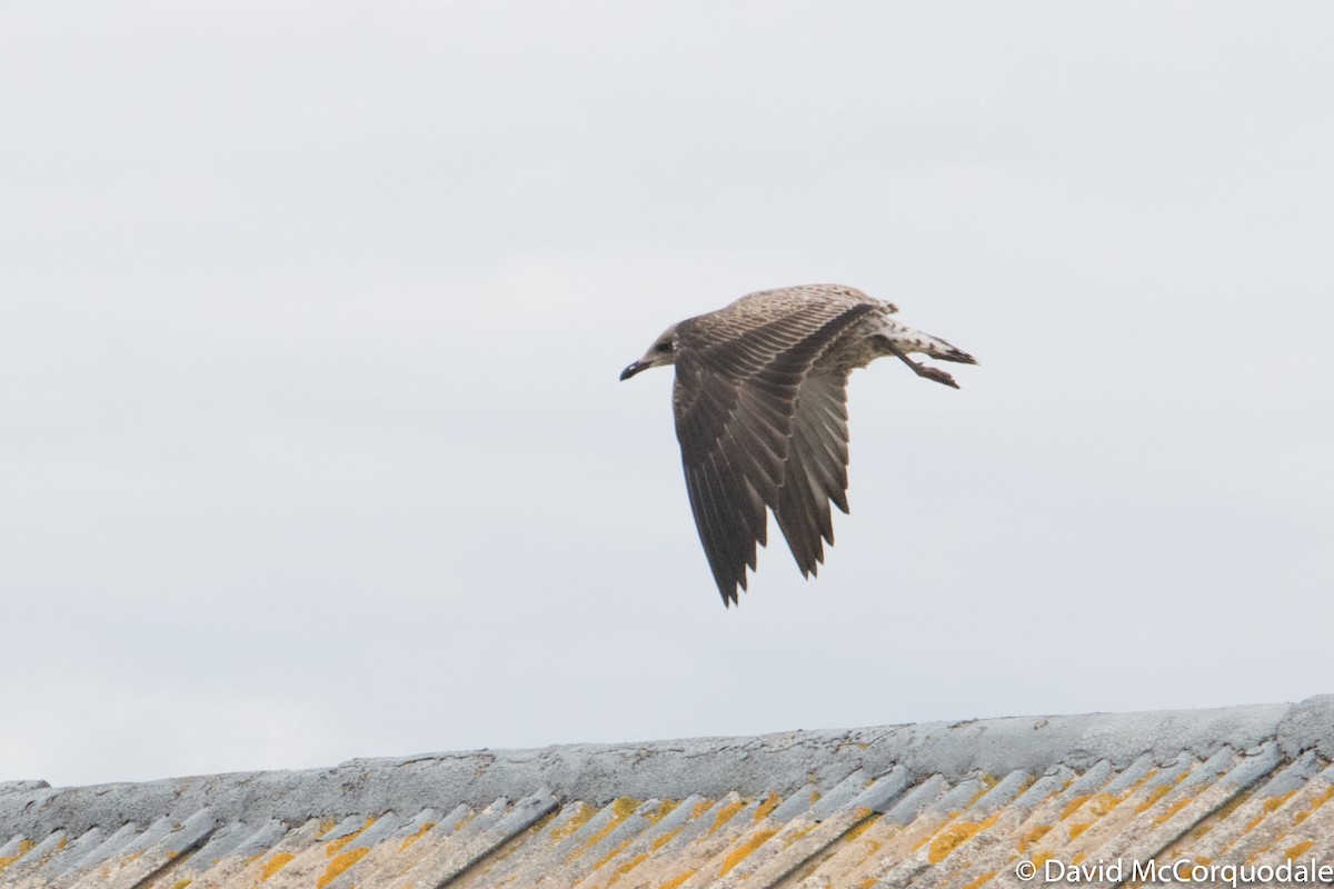 Lesser Black-backed Gull - ML68882121