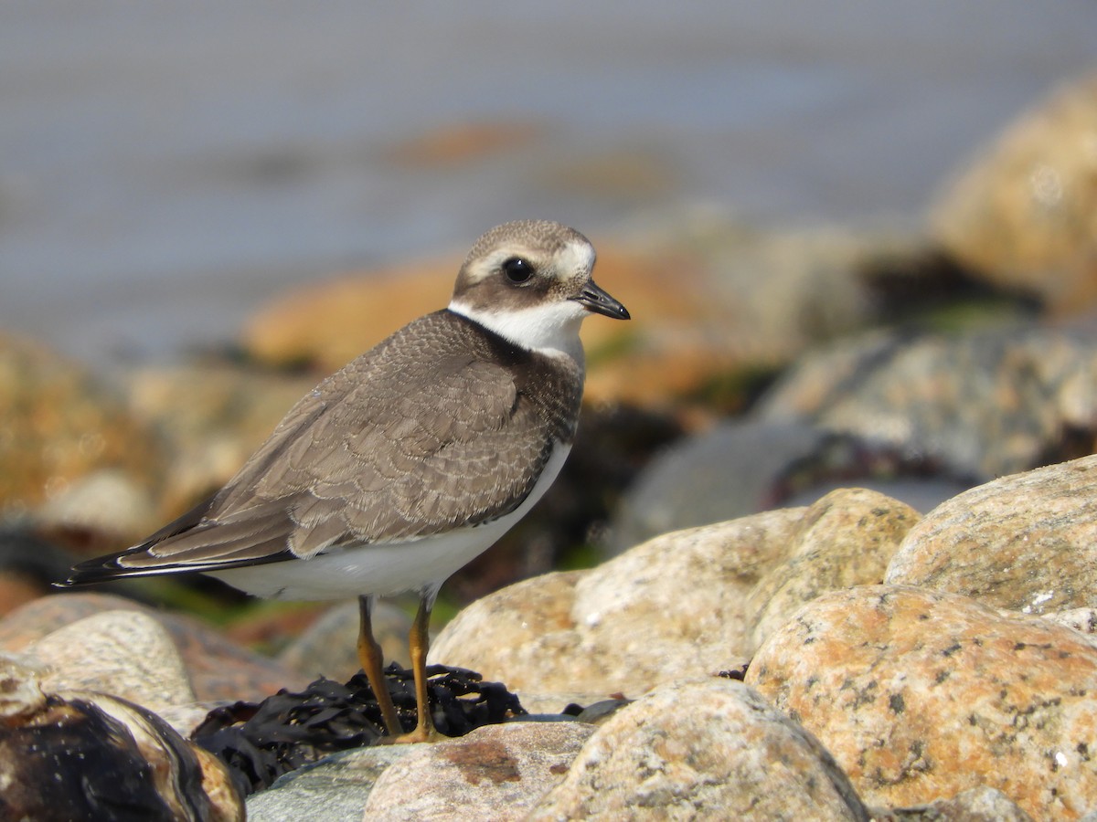 Common Ringed Plover - ML68886271