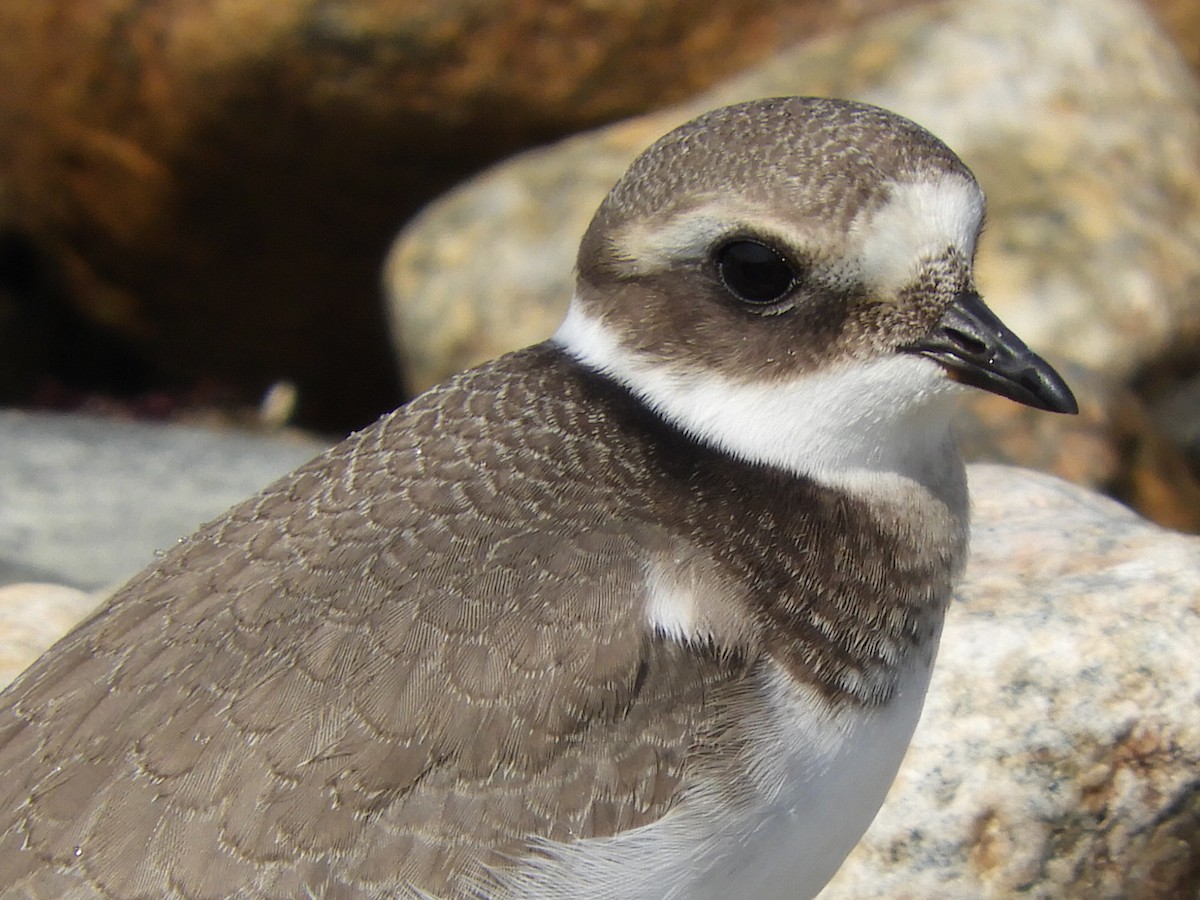 Common Ringed Plover - Bill Lee