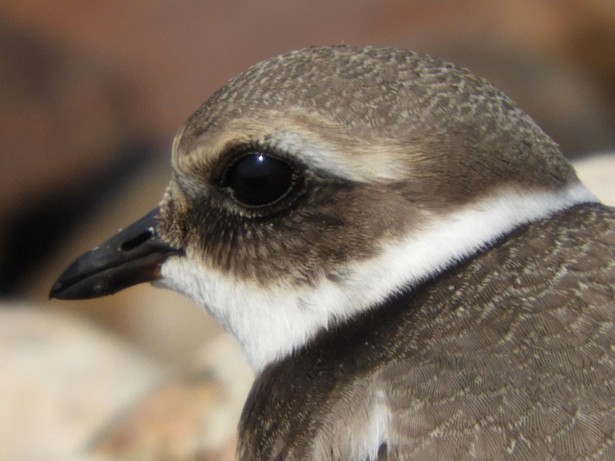 Common Ringed Plover - ML68886321