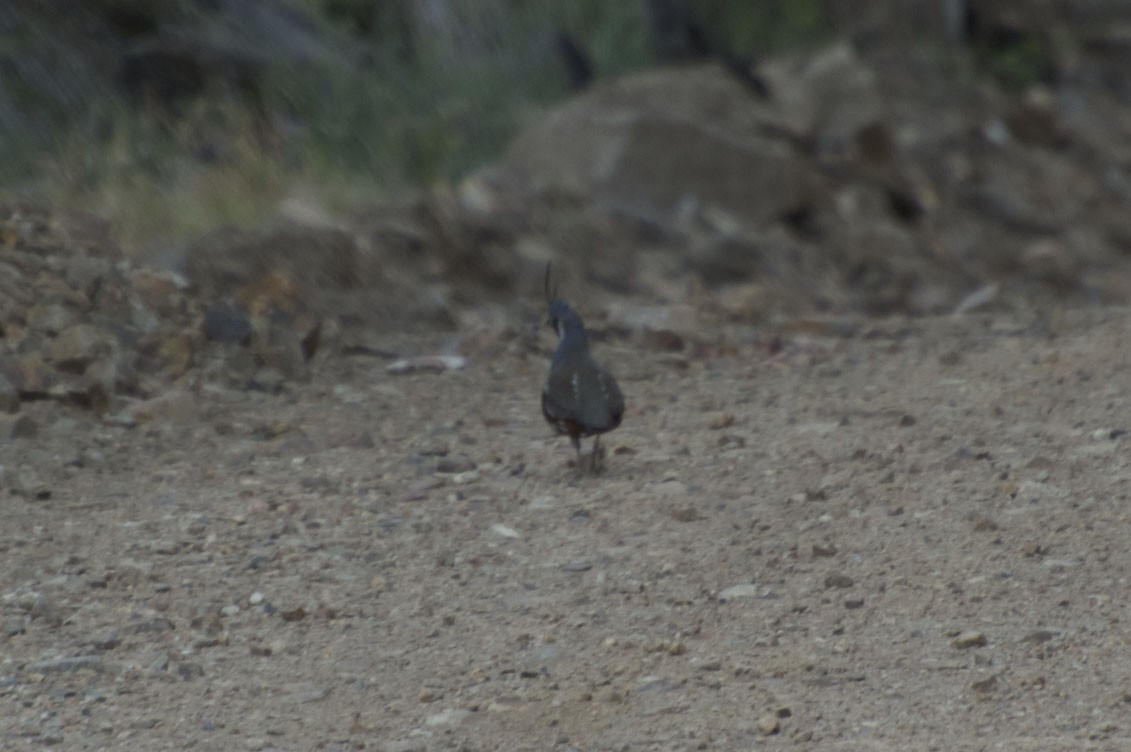 Mountain Quail - Will Brooks