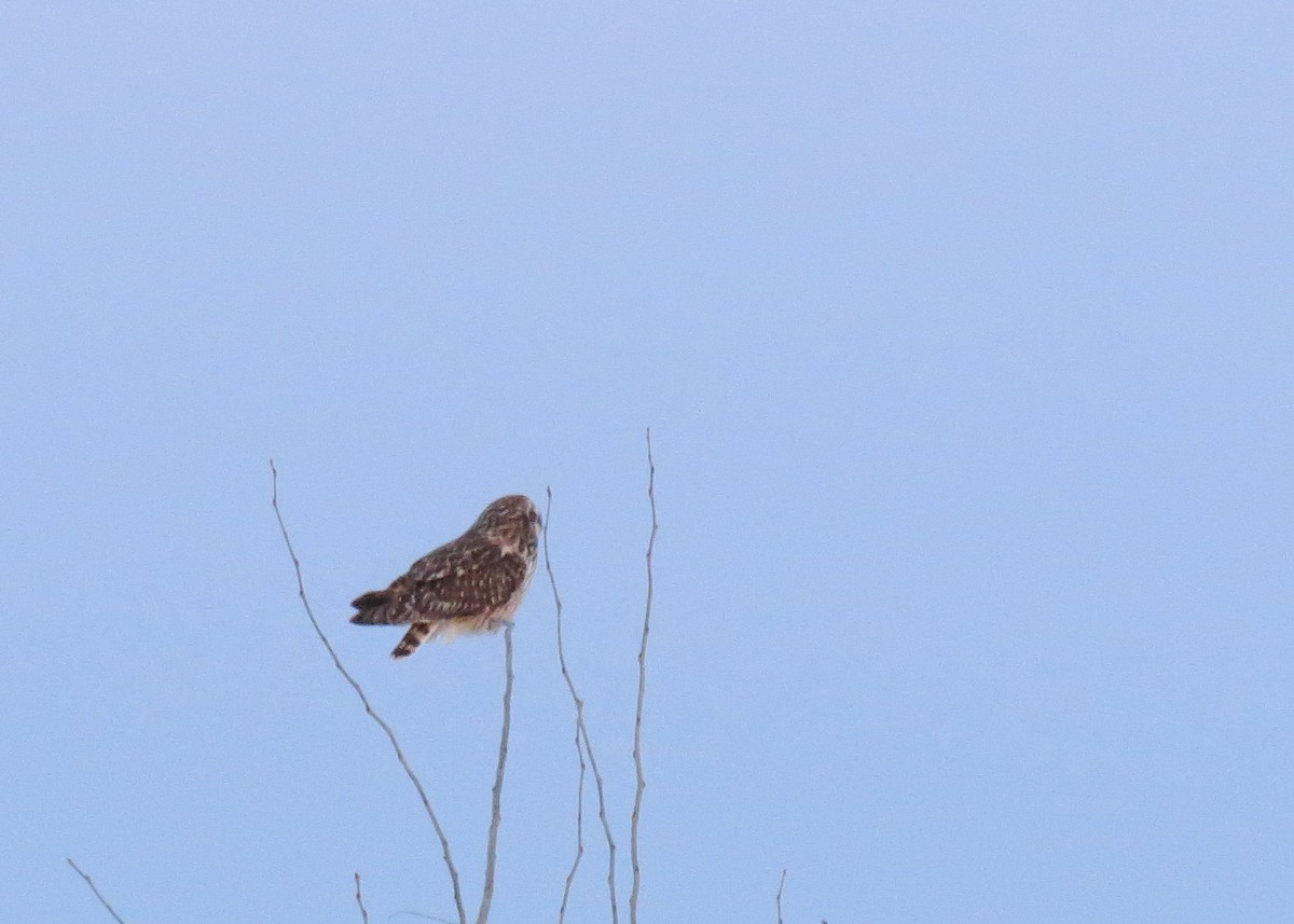 Búho Campestre - ML68886701