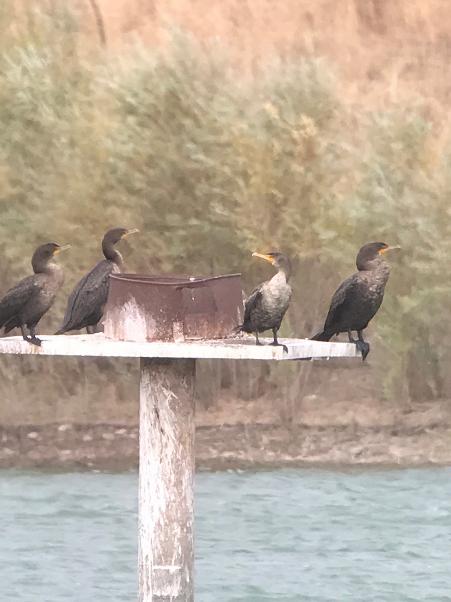 Double-crested Cormorant - ML68889141