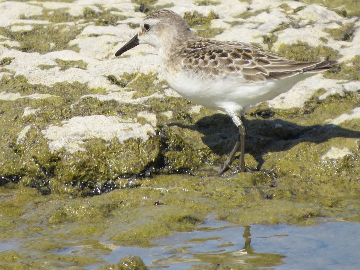 Semipalmated Sandpiper - ML68889871