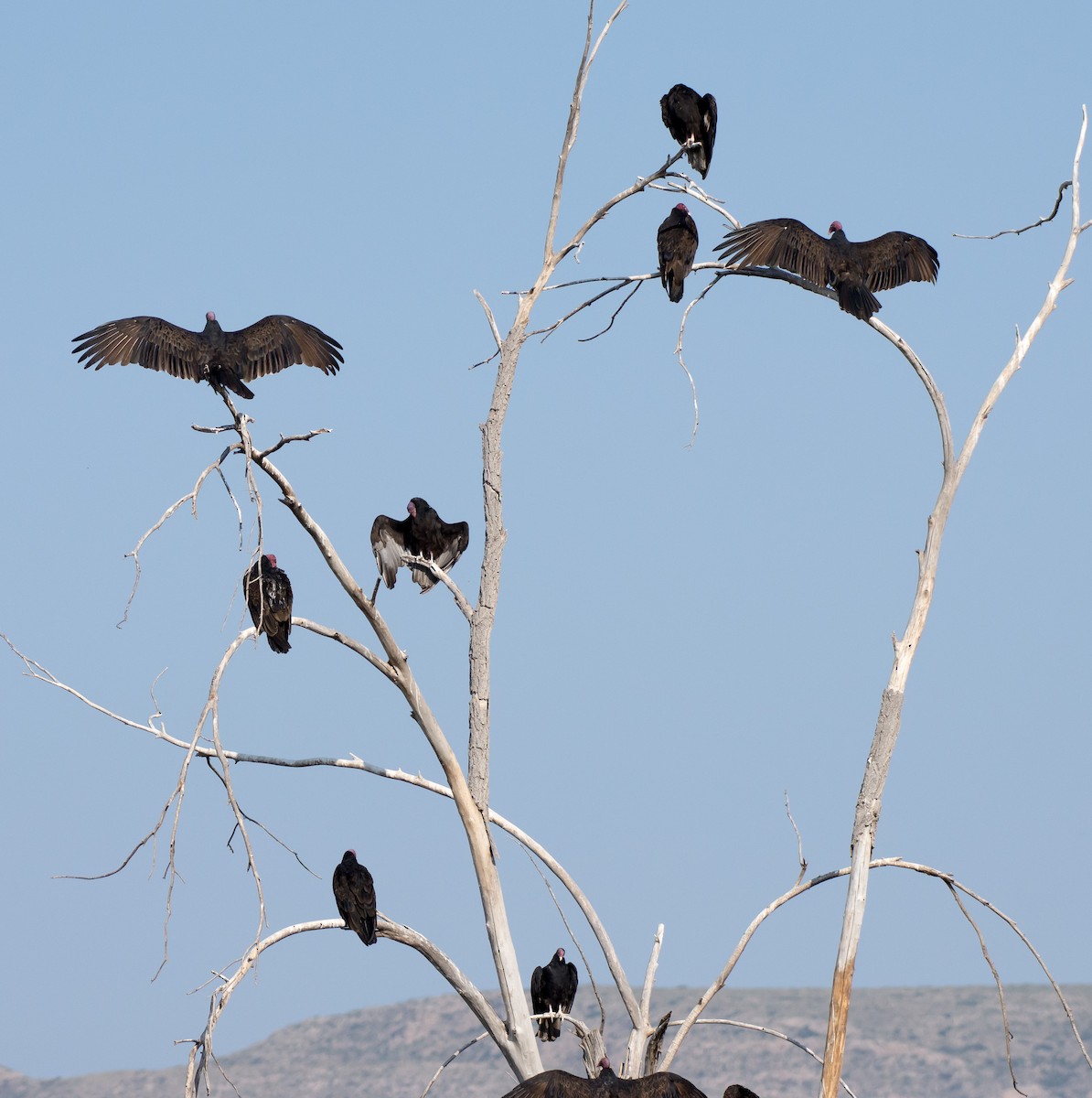 Turkey Vulture - Gordon Karre