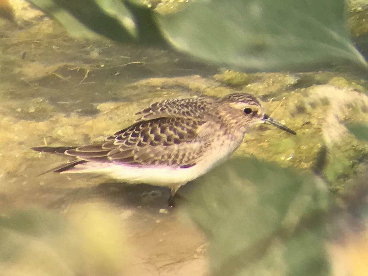 Baird's Sandpiper - ML68890721