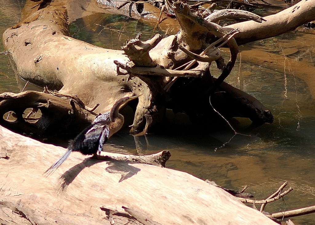 Anhinga Americana - ML68892181