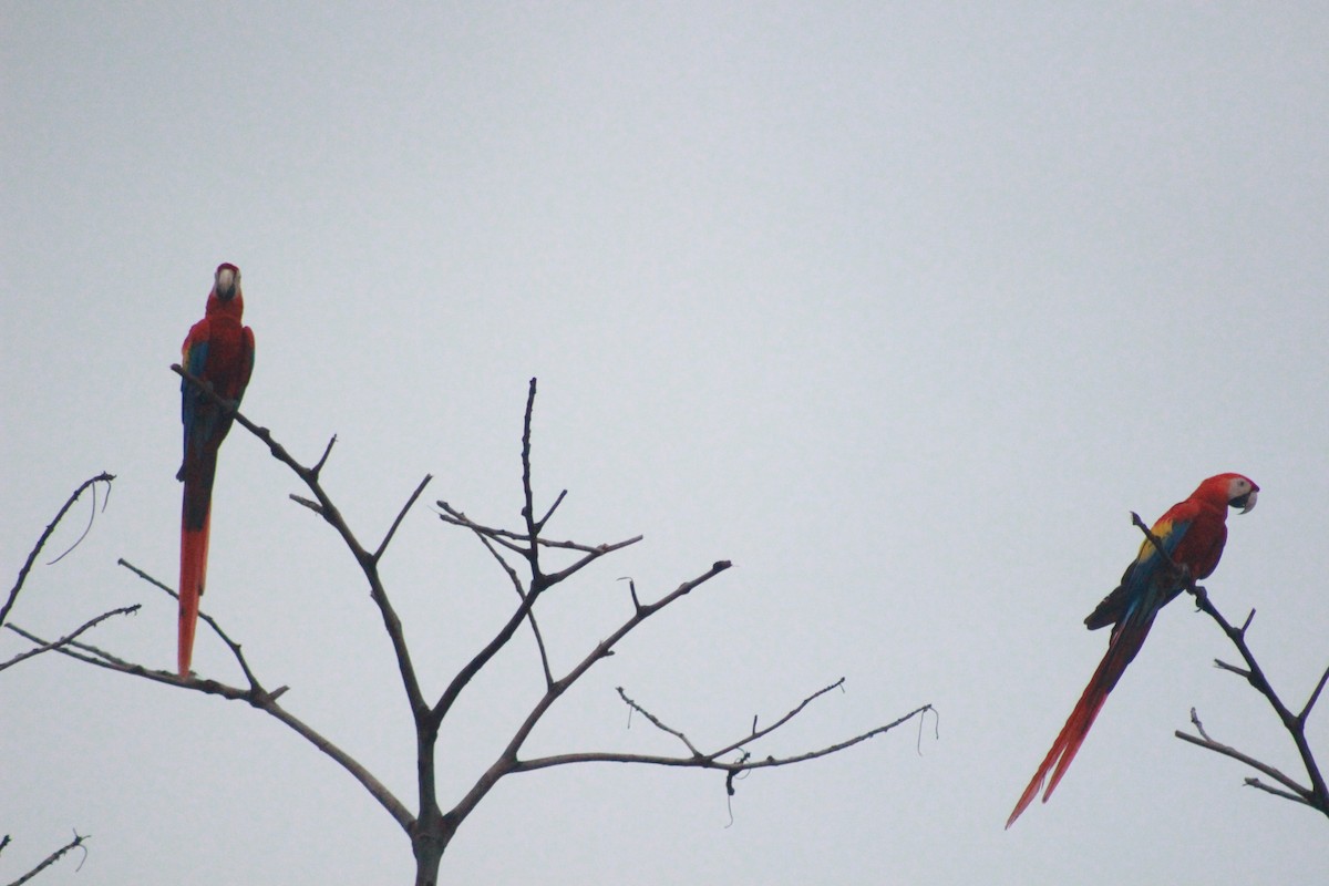 Scarlet Macaw - ML68892261