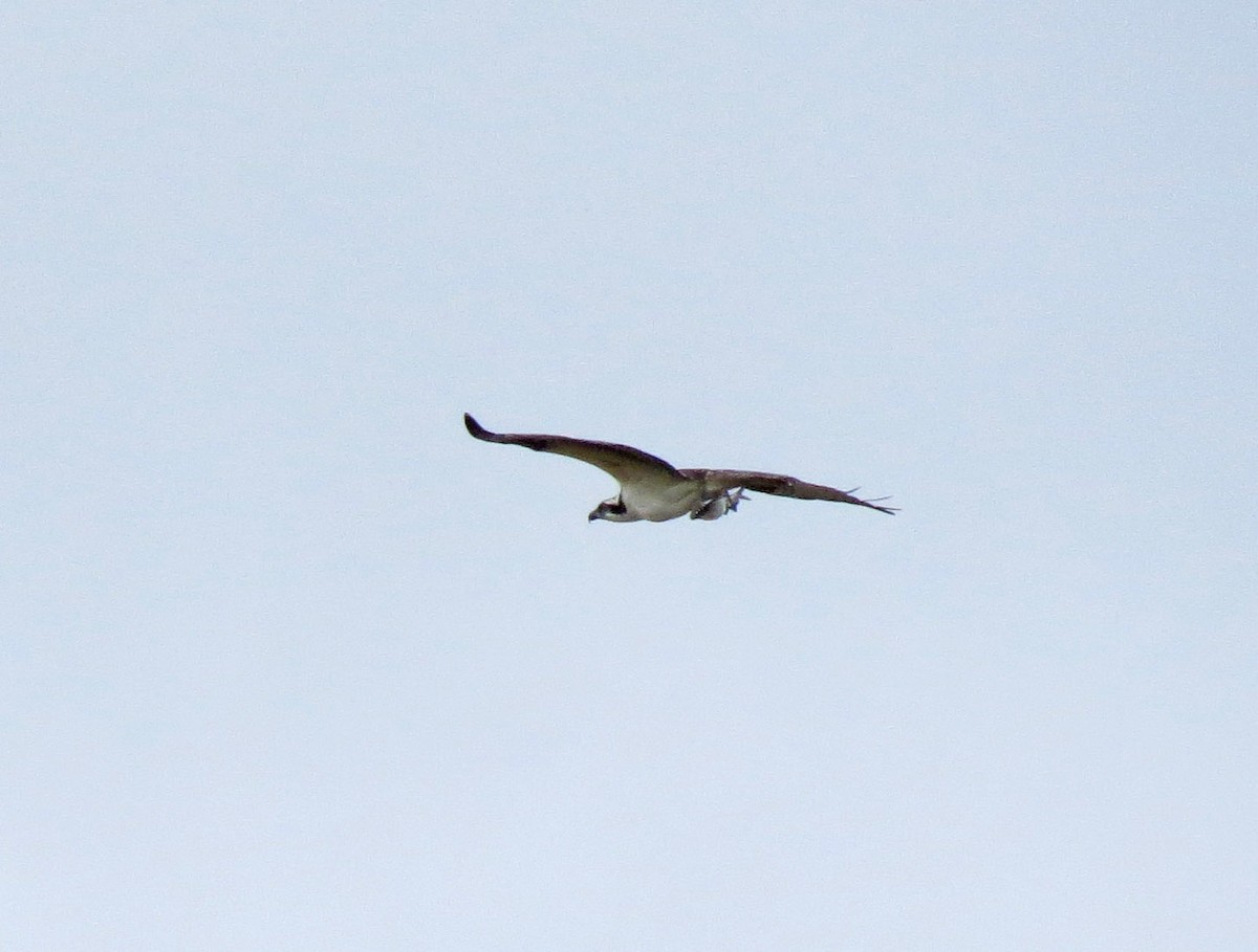 Águila Pescadora - ML68892441