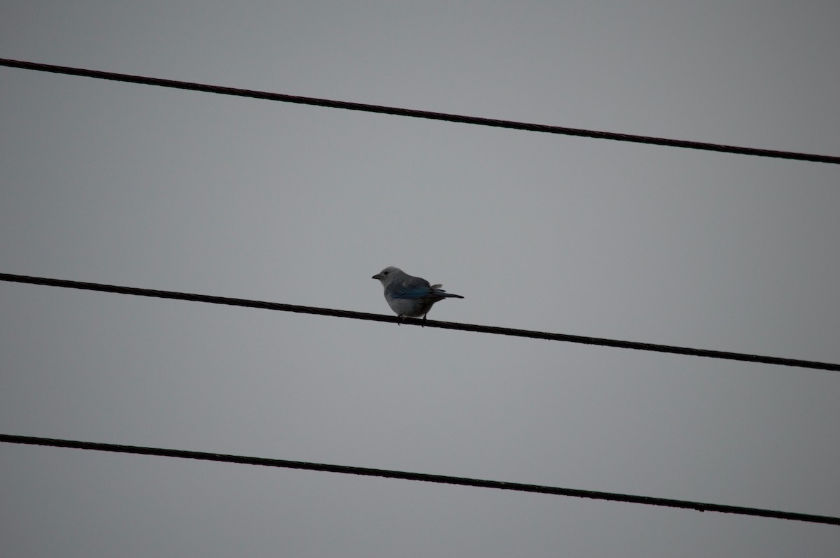 Blue-gray Tanager - ML68893051