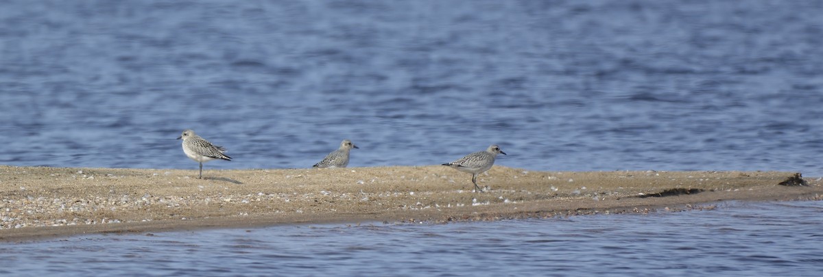 Black-bellied Plover - Monica Siebert