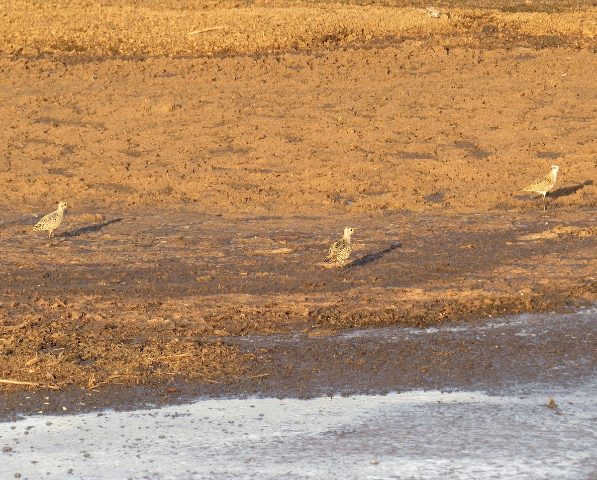 American Golden-Plover - ML68894461