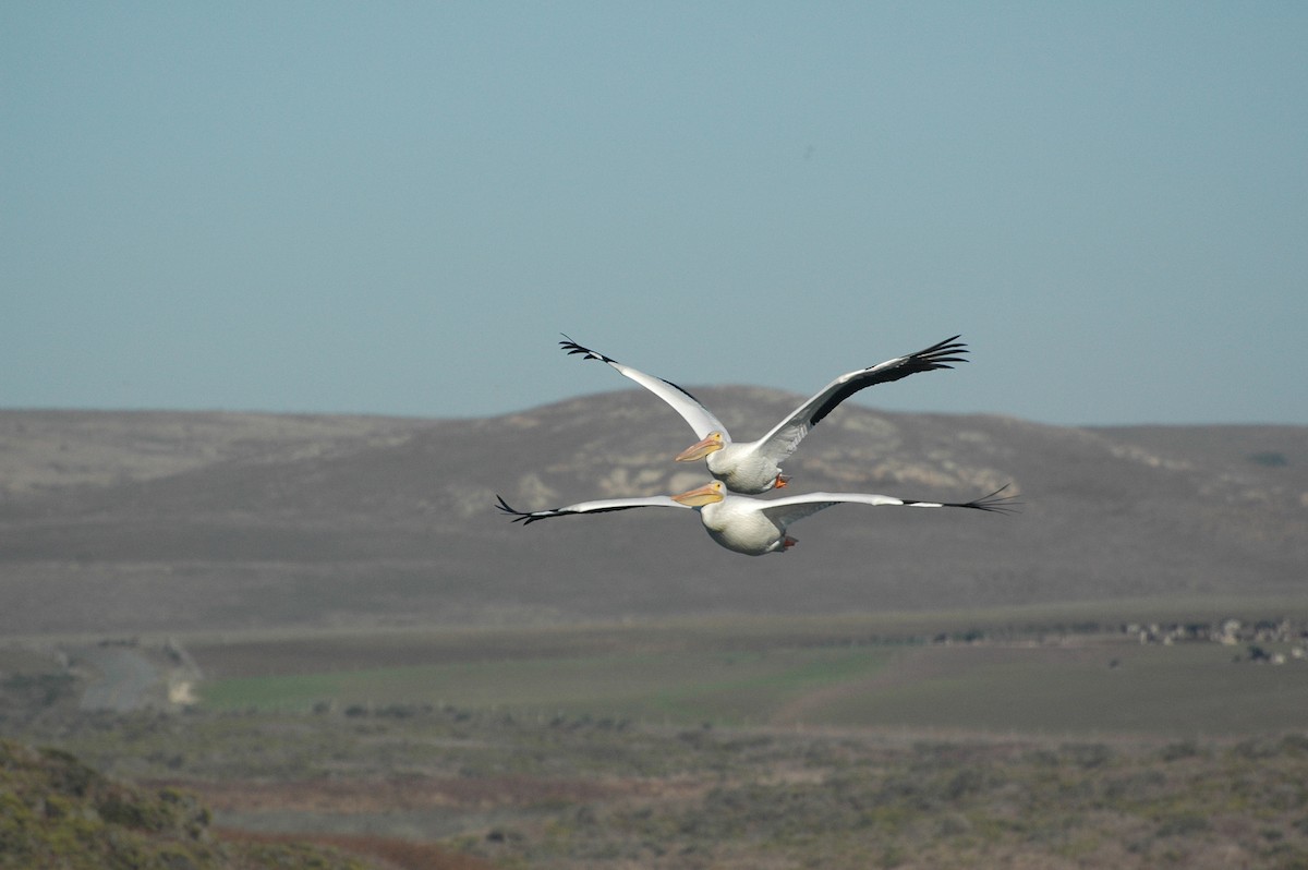 American White Pelican - ML68895161