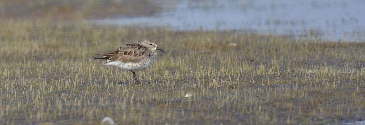 White-rumped Sandpiper - ML68895181