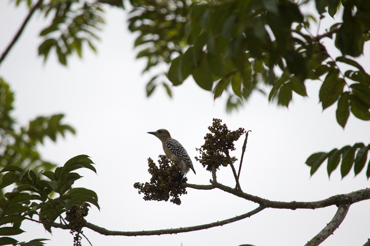 Red-crowned Woodpecker - ML68895211