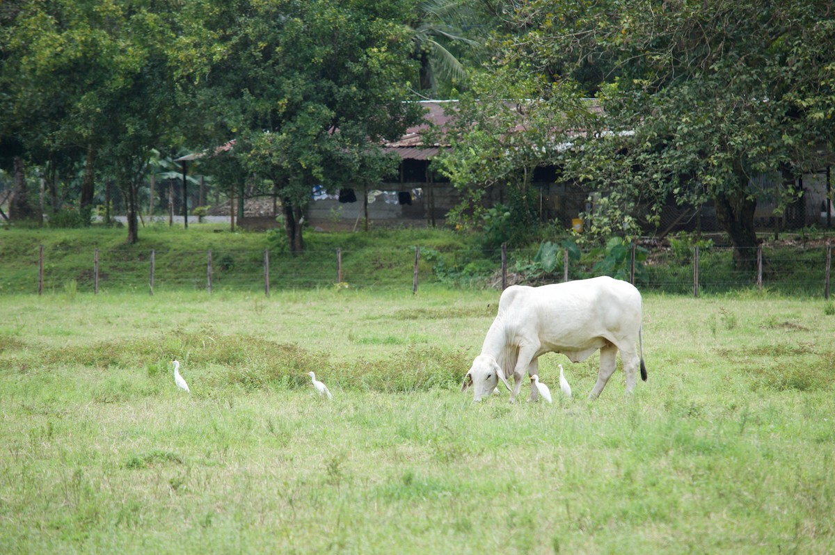 Western Cattle Egret - ML68895371