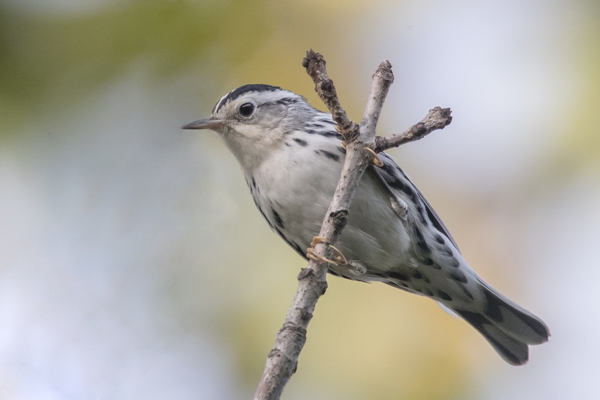 Black-and-white Warbler - County Lister Brendan
