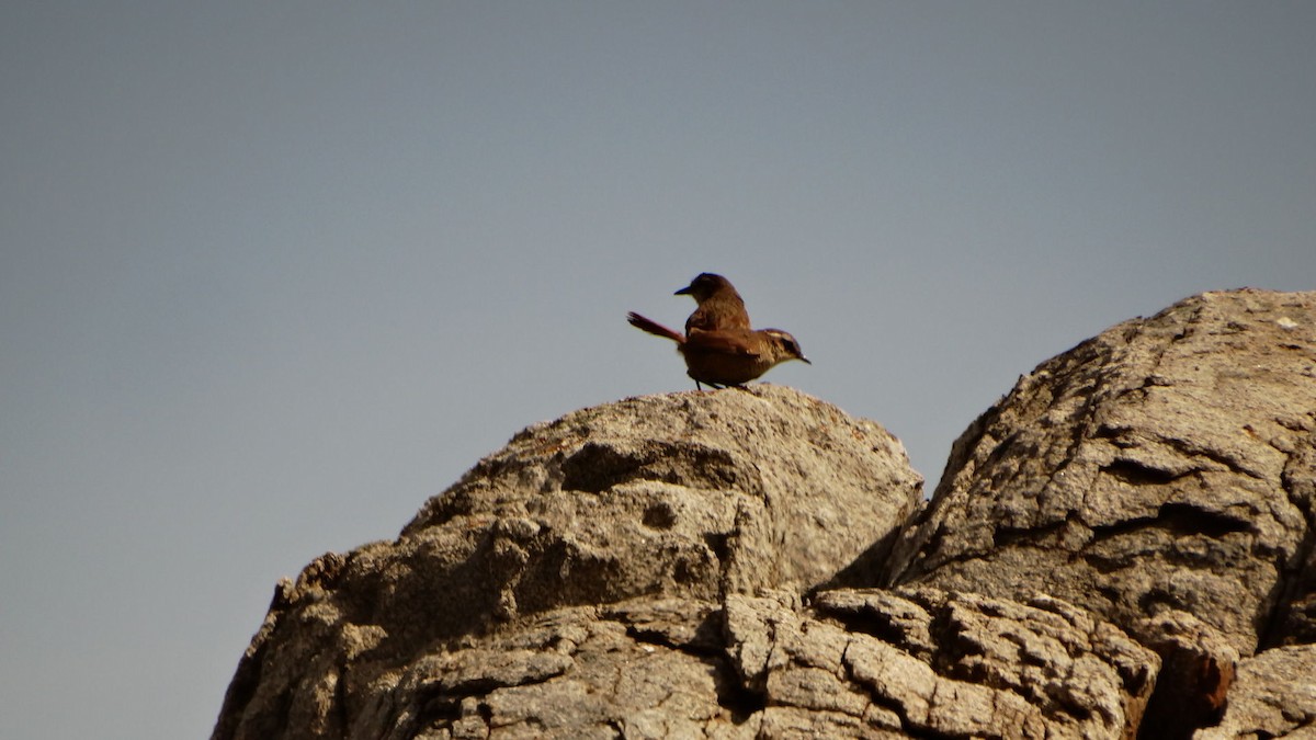 White-throated Tapaculo - ML68900171