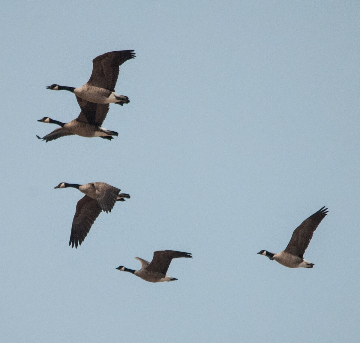 Branta kanadar txikia - ML68901951