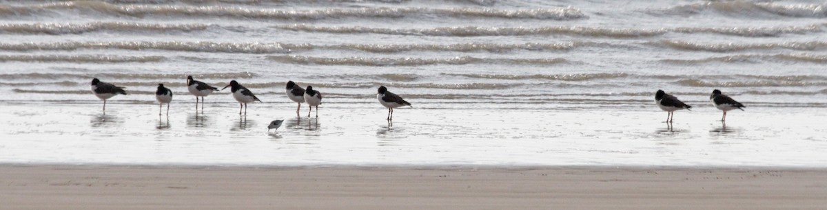 American Oystercatcher - ML68902141