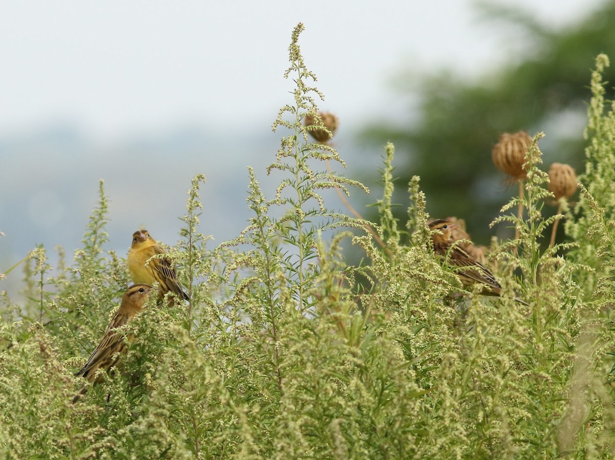 bobolink - ML68903161