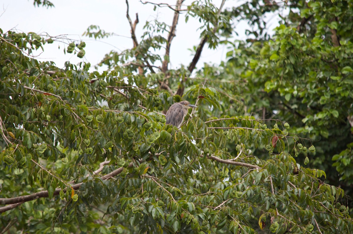 Yellow-crowned Night Heron - ML68904641