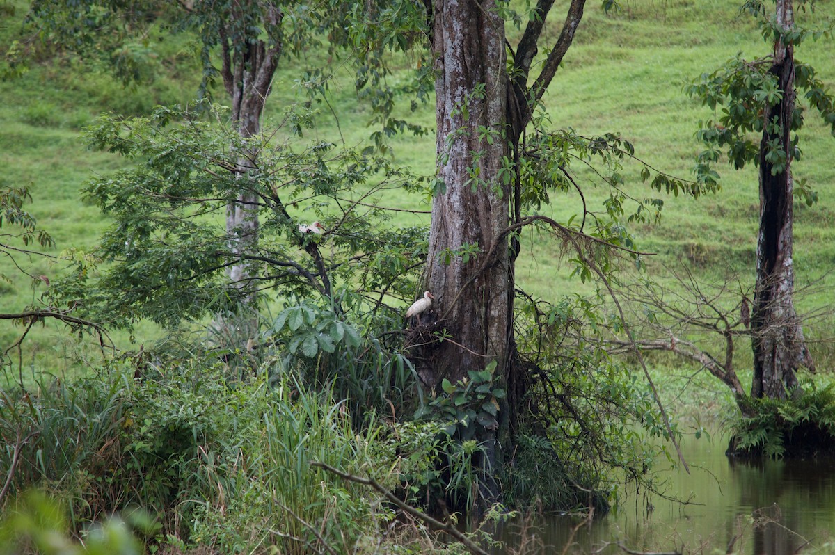 White Ibis - ML68904741