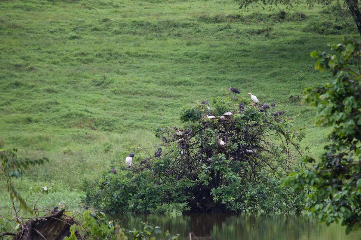 ibis bílý - ML68904751