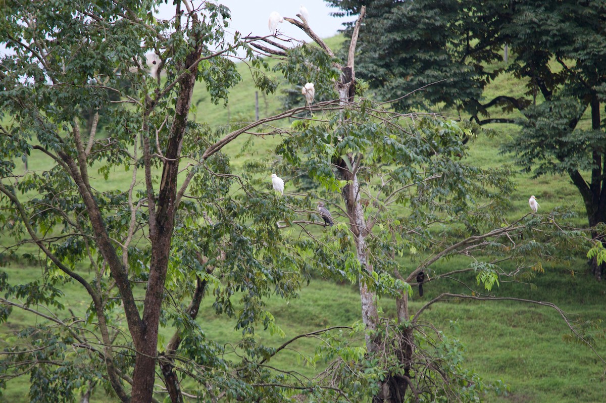 Neotropic Cormorant - ML68905221