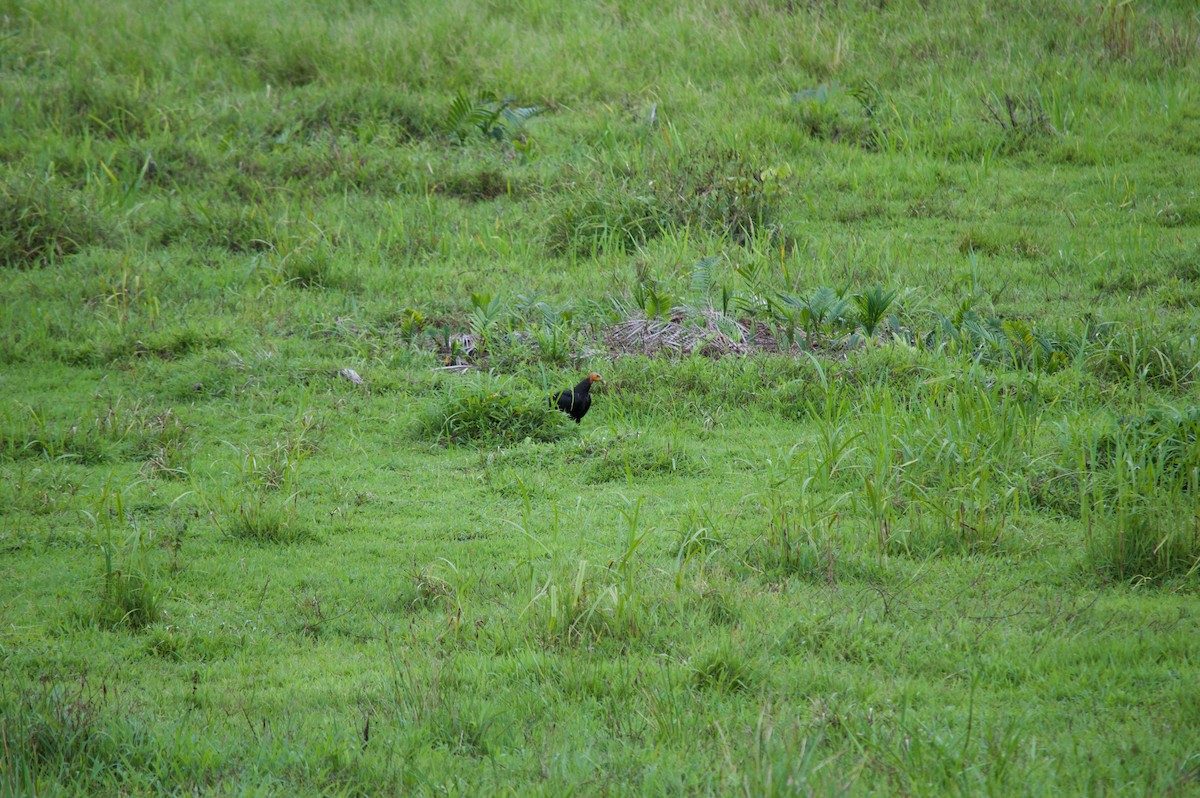 Lesser Yellow-headed Vulture - ML68905741