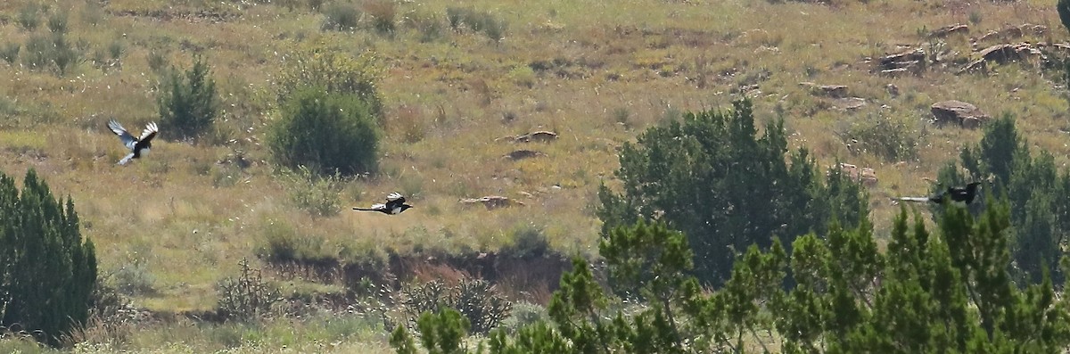 Black-billed Magpie - Charles Lyon