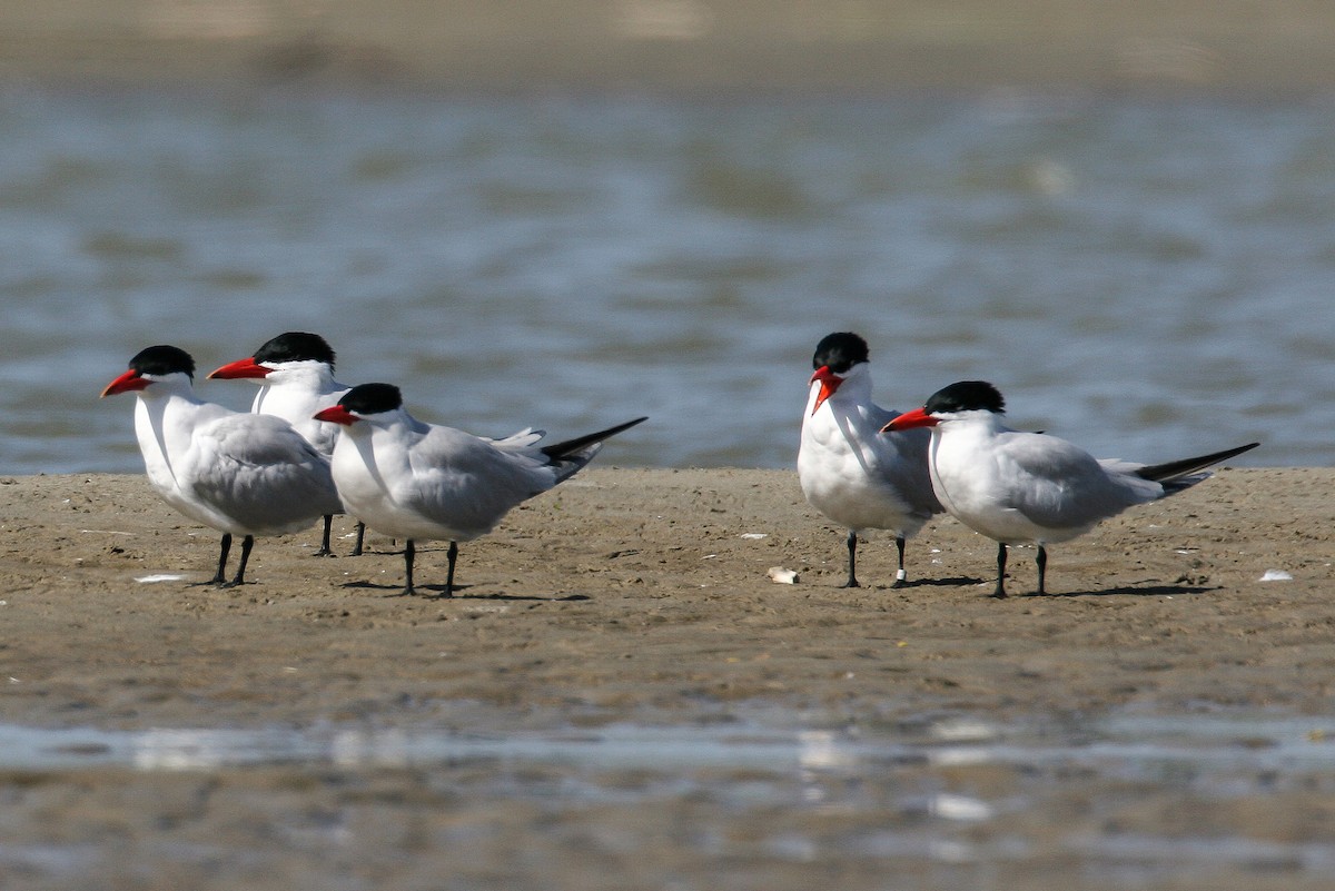 Caspian Tern - ML68908531