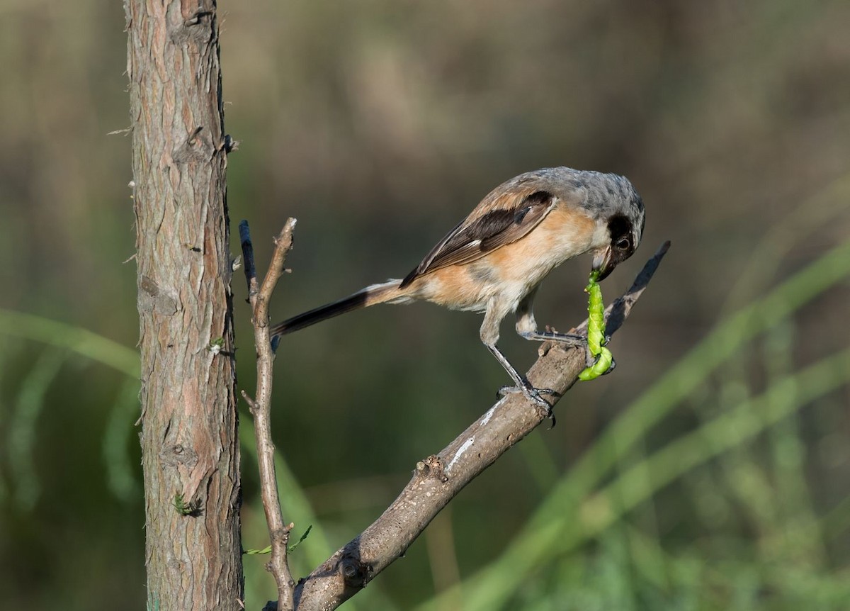 Long-tailed Shrike - ML68909051