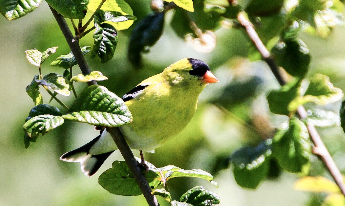 American Goldfinch - ML68909401